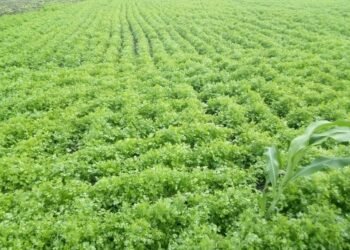 एक गाव कोथिंबिरीचं, लखपती शेतकऱ्यांचं..!