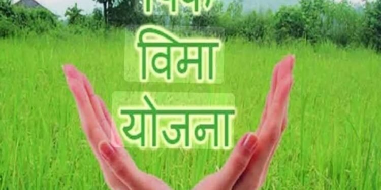 २०२५ च्या पीकविम्याचा मार्ग मोकळा; केंद्राच्या TAC ने विमा कंपनीचे अपील फेटाळले; ७ दिवसांत भरपाई खात्यात जमा करण्याचे आदेश