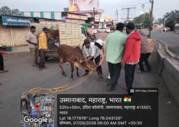 धाराशिव शहरात मोकाट जनावरांवर कारवाई; सात जनावरे ताब्यात,अतिक्रमण विरोधात उद्यापासून धडक कारवाई