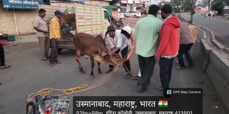 धाराशिव शहरात मोकाट जनावरांवर कारवाई; सात जनावरे ताब्यात,अतिक्रमण विरोधात उद्यापासून धडक कारवाई