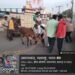 धाराशिव शहरात मोकाट जनावरांवर कारवाई; सात जनावरे ताब्यात,अतिक्रमण विरोधात उद्यापासून धडक कारवाई