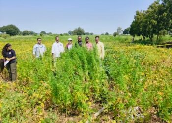 उमरगा तालुक्यात अंमली पदार्थ विरोधी टास्क फोर्सची कारवाई; १ कोटी ७२ लाखांचा गांजा जप्त