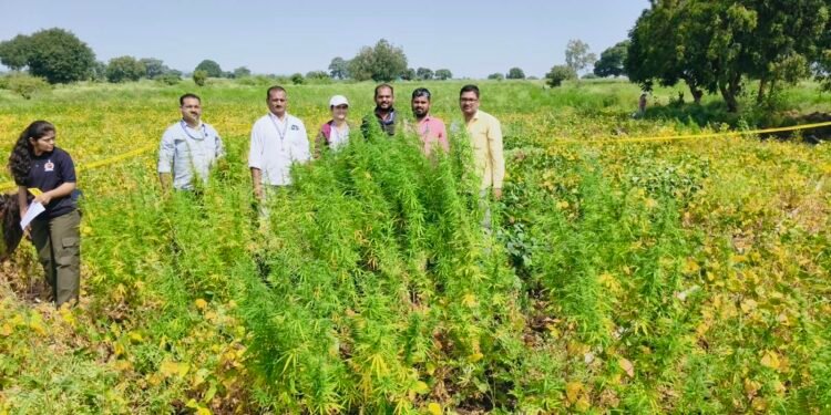 उमरगा तालुक्यात अंमली पदार्थ विरोधी टास्क फोर्सची कारवाई; १ कोटी ७२ लाखांचा गांजा जप्त